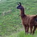 Lama's oberhalb der Alp Oberberg. <br />Artus hat das Tier von hinten angeschlichen und dieses Lama hat ihn arschcool mit einem Tritt ein paar Meter durch die Luft geschleudert damit er gefälligst den ordentlichen Abstand einhält. 