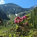 Es ist gerade die Zeit der Alpenrosenblüte.