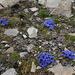 During the descent from Piz Curvér, I found spring gentian at 2850 m elevation!