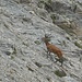 The red deer had to struggle quite a bit to get up in the steep scree, but made it.