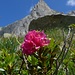 rododendri 