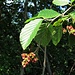 Sorbus aria (L.) Crantz<br />Rosaceae<br /><br />Sorbo montano.<br />Alisier blanc.<br />Echter Mehlbeerbaum.