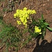 Biscutella laevigata L.<br />Brassicaceae<br /><br />Biscutella montanina.<br />Biscutelle.<br />Glattes Brillienschoetchen.