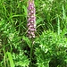 Gymnadenia conopsea (L.) R.Br.<br />Orchidaceae<br /><br />Manina rosea.<br />Orchis moucheron.<br />Langspornige Handwurz.