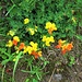 Lotus alpinus (DC.) Ramond<br />Fabaceae<br /><br />Ginestrino delle Alpi.<br />Lotier des Alpes.<br />Alpen-Hornklee.<br />