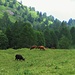 Vacche Yorkshire ail Piano di Léigra.