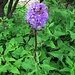 Cicerbita alpina (L.) Wallr.<br />Asteraceae<br /><br />Cicerbita violetta, Lattuga alpina, Radicchio di montagna.<br />Cicerbite des Alpes.<br />Alpen-Milchlattich.