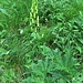 Aconitum altissimum Mill.<br />Ranunculaceae<br /><br />Aconito giallo.<br />Aconite tue-loup.<br />Gewoenlicher Gelb-Eisenhut.