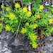 Saxifraga aizoides L.<br />Saxifragaceae<br /><br />Sassifraga cigliata.<br />Saxifrage de ruisseaux.<br />Bach-Steinbrech.