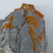 Willkommener Konstrast zum Felsen- und Nebelgrau: leuchtende Flechten am Gipfelblock der Mittelspitze