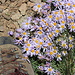 Pacific or Common California Aster (Symphyotrichum chilense).<br />(Probably somehow related to Aster Alpinus)