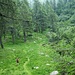 Pianello