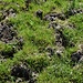 Kuhherden auf völlig durchnässten Wiesen schaffen bestes Fussgelenkverstaucherminenfeld.