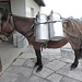 Muli von der Alp Chlus