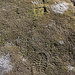 Spuren im Moos (Foto: K.)