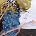 Reife Blauburgundertrauben und Säntis - auch das gibts bei uns!