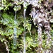 Schwänberg - Stilleben mit Moos und Wasser
