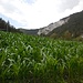 Ein Maisfeld in der Rheinschlucht