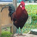 Appenzeller Güggel im Adelshof