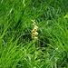Gelber Fingerhut im hohen Gras