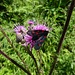 Fünffleck-Widderchen auf einer Distelblume