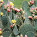 Kaktusblüten