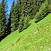 Ganz schwach erkennbare Pfadspuren im Gras bei Chrinnen.