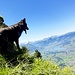Artus auf dem ausgesetzten Grat zum Chli Horn.