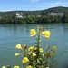 tolle Blütenpracht am Flussufer