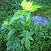 Cirsium oleraceum (L:) Scop.<br />Asteraceae<br /><br />Cardo giallastro.<br />Cirse maraicher.<br />Kohldistel.