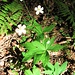 Ranunculus platanifolius L.<br />Ranunculaceae<br /><br />Ranuncolo a foglie di platano.<br />Renoncule à feuilles de platane.<br />Platanenblättriger Hahnenfuss.