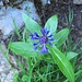 Centaurea montana L.<br />Asteraceae<br /><br />Fiordaliso montano.<br />Centaurée des montagnes.<br />Berg-Flockenblume.<br />