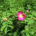 Rosa pendulina L.<br />Rosaceae<br /><br />Rosa alpina.<br />Rosier des Alpes.<br />Alpen-Hagrose.