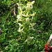 Plantanthera bifolia (L.) Rich.<br />Orchidaceae<br /><br />Plantantera comune.<br />plantanthère à deux feuilles.<br />Weisses Breitkoelbchen.
