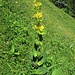 Gentiana lutea L.<br />Gentianaceae<br /><br />Genziana maggiore.<br />Gentiane jaune.<br />Gelber Enzian.