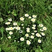 Bellis perennis L.<br />Asteraceae<br /><br />Pratolina comune.<br />Paqueretta vivace.<br />Massliebchen.