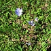 Cichorium intybus L.<br />Asteraceae<br /><br />Cicoria comune.<br />Chicorée sauvage.<br />Wegwarte.<br />