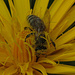 Biene im Blütenstaub des Wiesen-Bocksbart (Tragopogon pratensis) / ape nelle polline