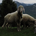 Ammergauer Schafe / pecore dell`Ammergau