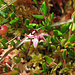  Gewöhnliche Moosbeere (Vaccinium oxycoccos, syn. Oxycoccus palustris), Blüte und Beeren, Issinger Moor