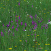 Biotop mit ganz vielen Sumpf-Siegwurz oder Sumpf-Gladiolen (Gladiolus palustris)