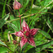 Sumpf-Blutauge (Potentilla palustris) / Issinger Moor