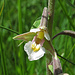 Sumpf-Stendelwurz (Epipactis palustris), Issinger Moor<br />Streng geschützt! / Severamente protetta!