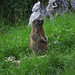 Murmelwächter / guardiano delle marmotte