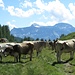 Mucche a Canaleccio