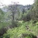 <b>Finito il pascolo, a circa 1800 m di quota, inizia il tratto ripido tra cespugli di pini mugo e arbusti di rododendri. </b>