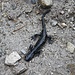 <b>Salamandra nera (Salamandra atra atra).</b>