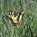  Farfalla Papilio Machaon.