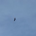 Un aquila volteggia sopra le nostre teste