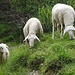 Schafe weiden direkt neben der Straße
